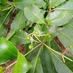 Image result for Rauvolfia vomitoria