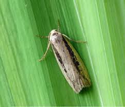 Image result for Chilodes maritima