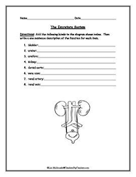 Urinary System Diagram To Label Students Will Add The Provided Labels To The Diagram Of The Urinary System Activities Life Science Resources Excretory System