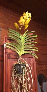 Check spelling or type a new query. Fuquay Varina Garden Club You Missed It