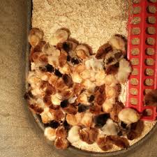 Give us a call for quality food for big or small, we have it all. Rancho Feed And Pet Home Facebook