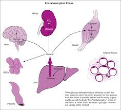 Amylose and amylopectin are two different forms of starch. Glucose Absorption An Overview Sciencedirect Topics