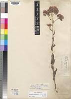 Image result for Vernonia karaguensis