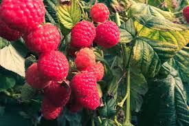 How To Identify Red Raspberry Bushes Leaves Home Guides