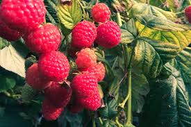 how to identify red raspberry bushes leaves home guides