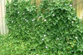 Image result for Coccinia