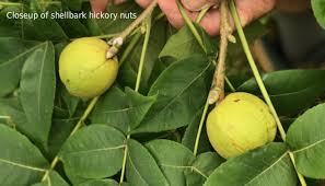 Hickory trees will only produce nuts after 20 years of growth with optimum nut production occurring between 60 and 200 years. Shellbark Hickory The Tree That Used To Be Bur Oak Land Trust