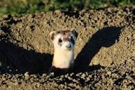 Image result for honorary member of weasels