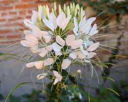Image result for Cleome stricta
