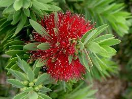 We did not find results for: Callistemon Little John Austraflora
