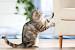 Cat Damaged Furniture