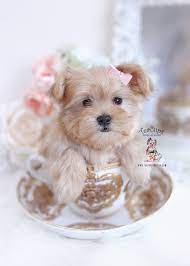 Morkie puppies for sale in miami florida. Morkie Puppies For Sale Miami Teacup Puppies Boutique