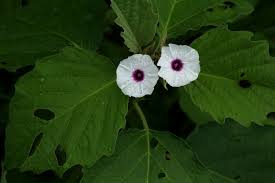 Image result for Astripomoea