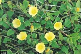 Image result for Sida veronicifolia