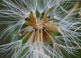 Image result for Conyza limosa