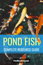 Pin On Pond Education