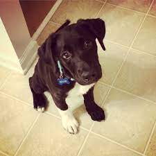 Meet Bear 4 Month Old Labradane Puppy Boxador Puppies Puppies Doggy