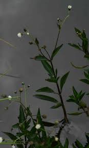 Image result for Adenostemma