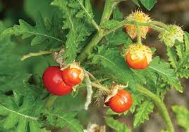 Image result for Solanum sisymbriifolium