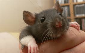 Wth A Man Fed A Rat Alcohol Then Set Him On Fire Get Justice Now Rodents Animals Funny Animals
