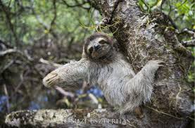 Sloths Other Weird And Bizarre Mammals Sloco