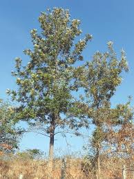 Image result for Grevillea robusta