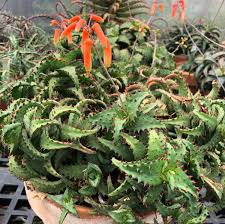 Image result for Aloe canis