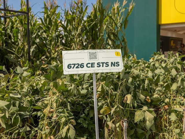 Cátedra de manejo”. Los materiales de Nidera brillaron en el plot de Expoagro - LA NACION