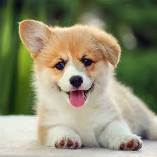 These pembroke welsh corgi puppies are friendly & energetic. Columbus Oh Pembroke Welsh Corgi Puppies For Sale Uptown