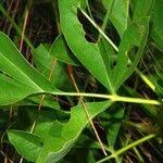 Image result for Heteromorpha involucrata