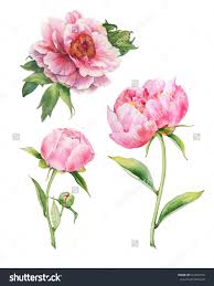 Set Of Watercolor Pink Peonies Peony Drawing Abstract Flower Painting Flower Drawing