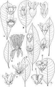 Image result for Lannea katangensis