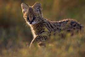 ‪Ten Amazing Small Wild Cats‬‏