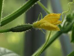 Image result for male flowers cucumber