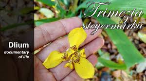 Image result for Trimeria