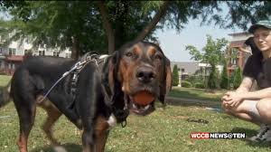 Keeping Your Pets Safe in the Howling Heat