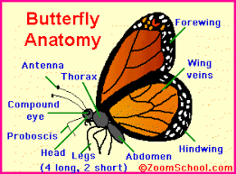 All About Butterflies What Is A Butterfly No, but did you know that they see the world with eyes that are very different from ours? about butterflies what is a butterfly