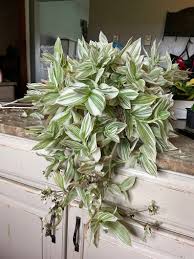 Image result for Tinnea galpinii