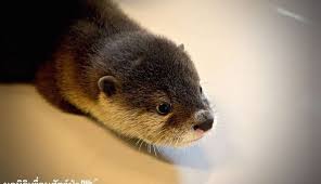 If you're searching for baby otter bulk deals, then aliexpress would have them! L5ta0jyee4xlwm