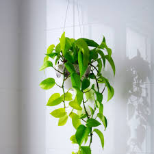 Maybe you would like to learn more about one of these? 4 Low Maintenance Indoor Hanging Plants To Decorate Your Office