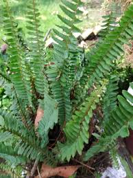 Image result for Polystichum