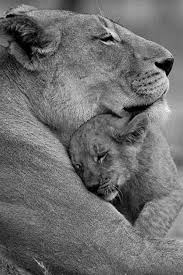 Black And White Lion And Lioness Picture Lion Mother Love Wildlife In Black And White Bw Amazing Animal Pictures Animals Animal Pictures