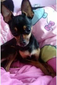 Http Www Quoka De Tiermarkt Hunde C5030a117402361p72598918 Mini Zwergpinscher Ruede 1 5 Html Zwergpinscher Hunde Susseste Haustiere