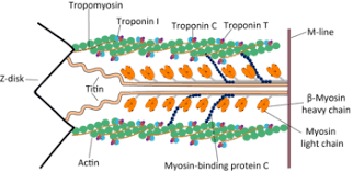 Protein Function Pratt And Cornely. - Ppt Download