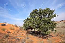 Image result for Acacia erioloba
