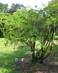 Image result for Hibiscus schizopetalus