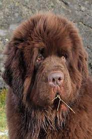 are newfoundlands aggressive in 2021 newfoundland puppies brown newfoundland dog newfoundland dog