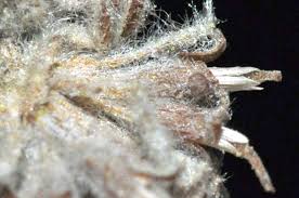 Image result for Tarchonanthus trilobus