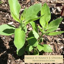 Image result for Pluchea