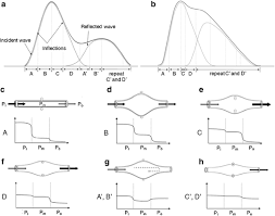 The cuff size you need is based on the size of your arm. Feasibility Study For The Non Invasive Blood Pressure Estimation Based On Ppg Morphology Normotensive Subject Study Springerlink